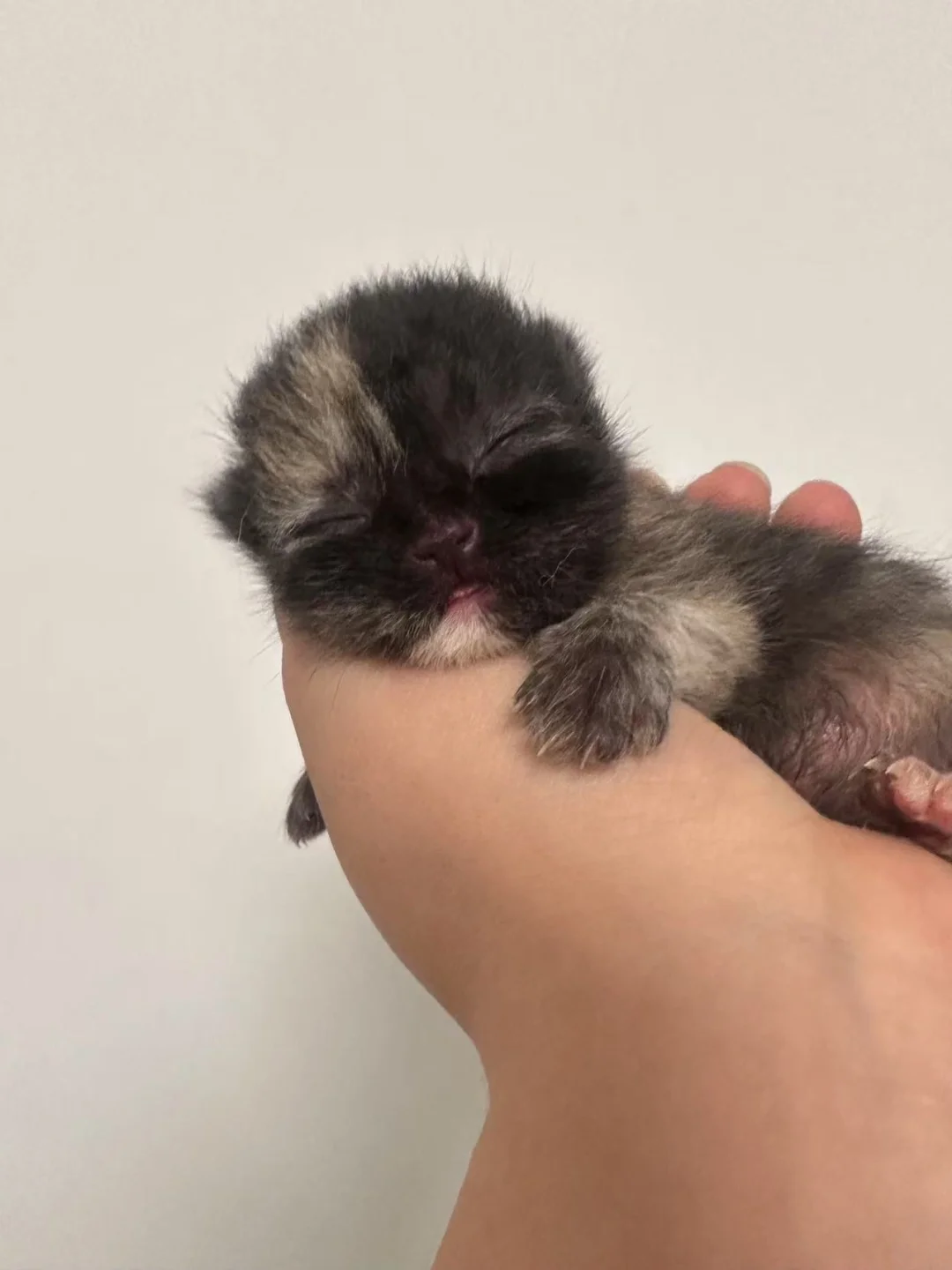 这个对半分的脸看起来有点怪呢