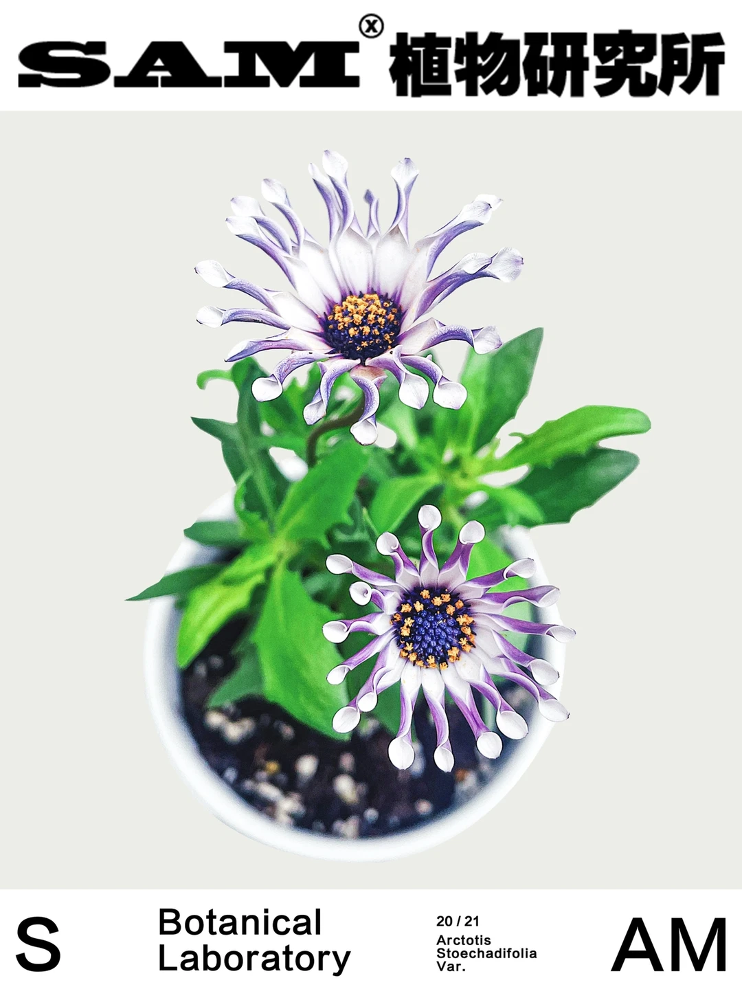 蓝目菊｜Arctotis Stoechadifolia Var.