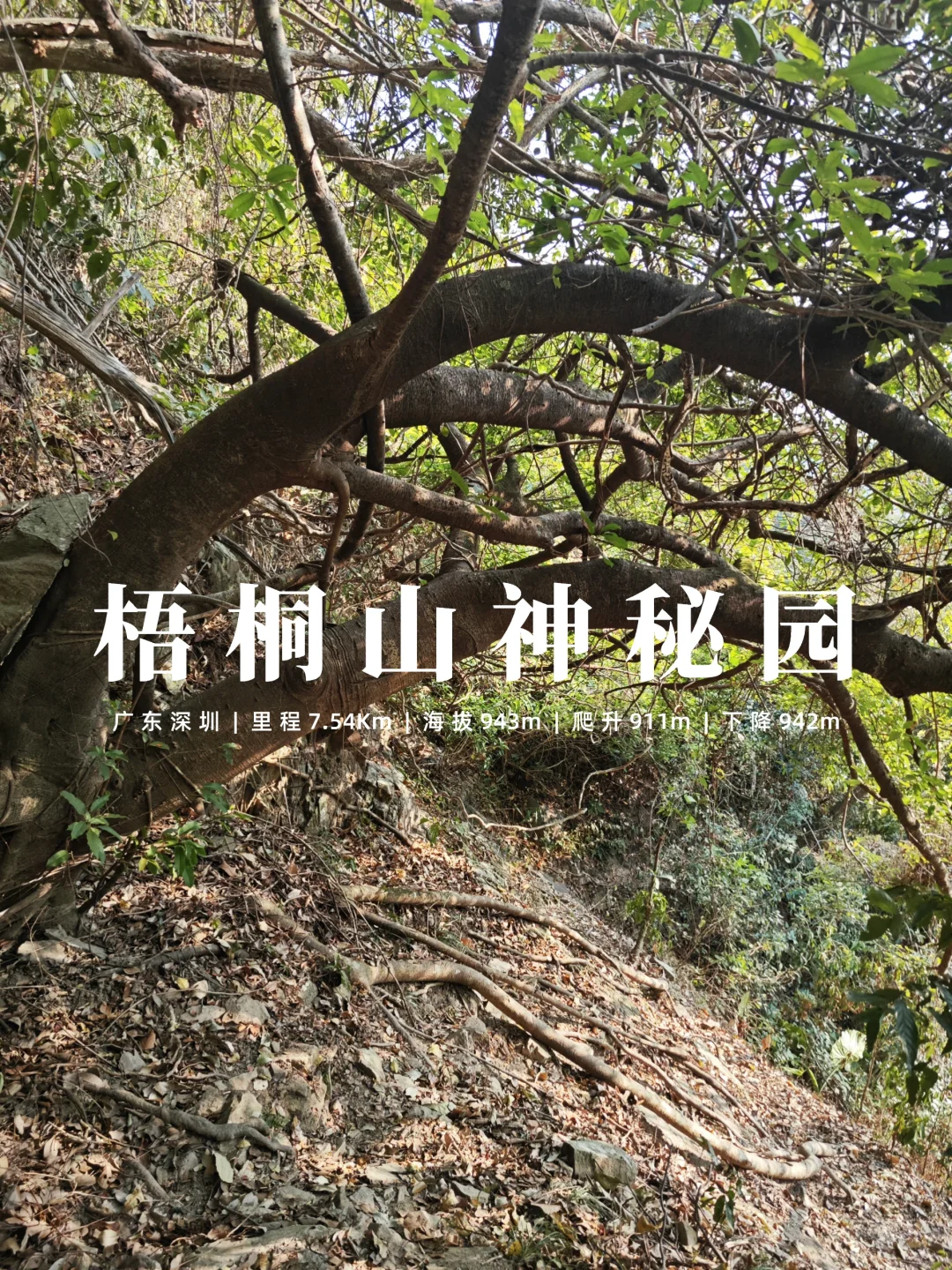 梧桐山有很多路线，但这条路线你肯定没走过