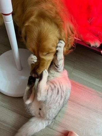 南村小猫欺狗老无力
