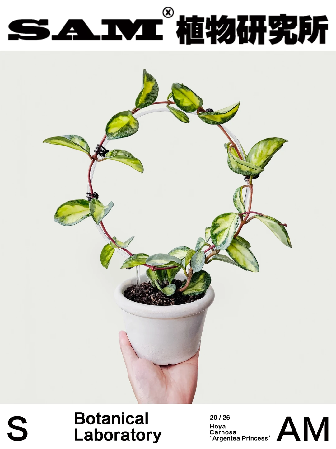 阿根廷公主球兰｜Hoya Carnosa ‘Argentea Pr