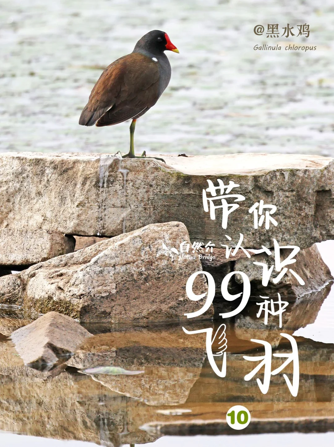 带你认识99种飞羽