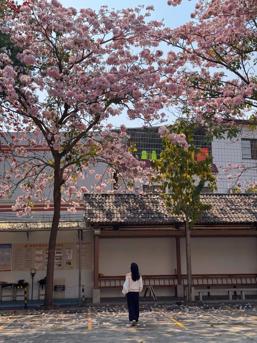 3.8实况📷广州惊现粉花风铃木🌸比樱花还美