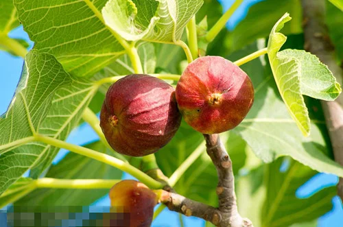 将养生融入你的日常生活中