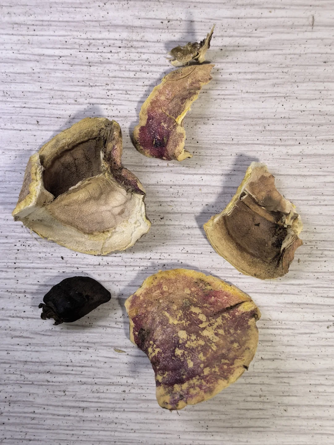 吃果了！世界上最甜的水果～西非竹芋