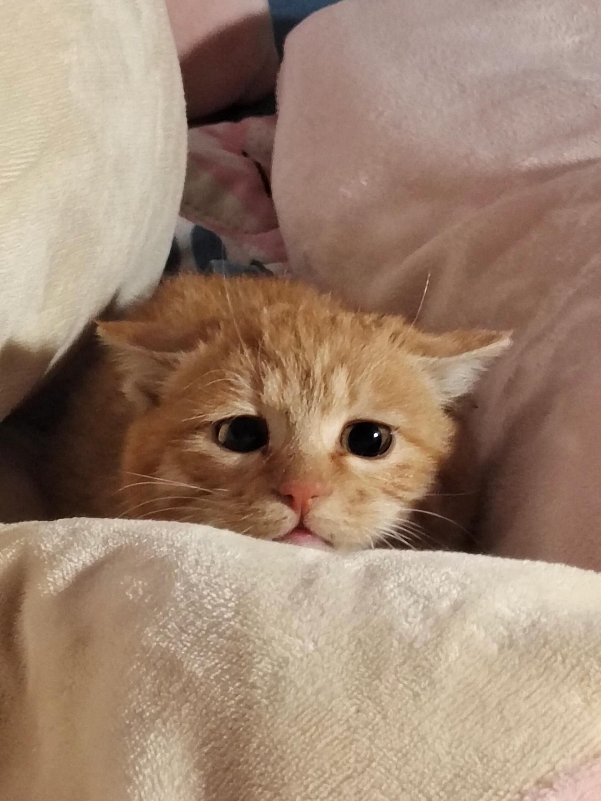 委屈小猫🥺
