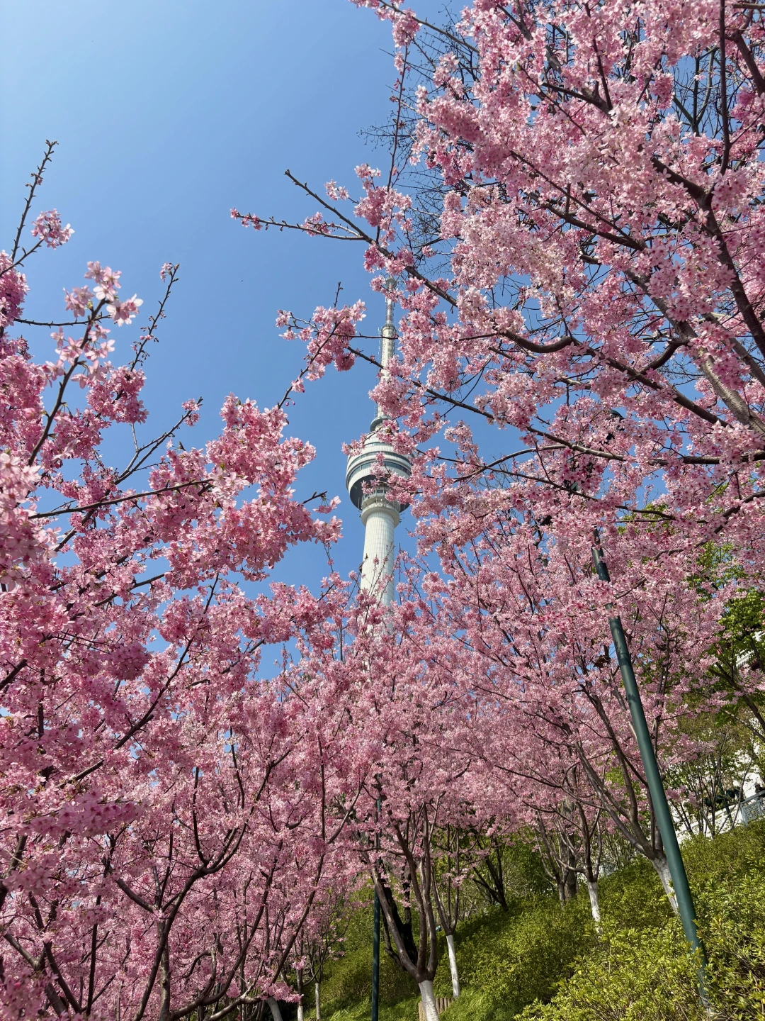 救命！武汉的樱花已经开成这样了（3.11实拍）