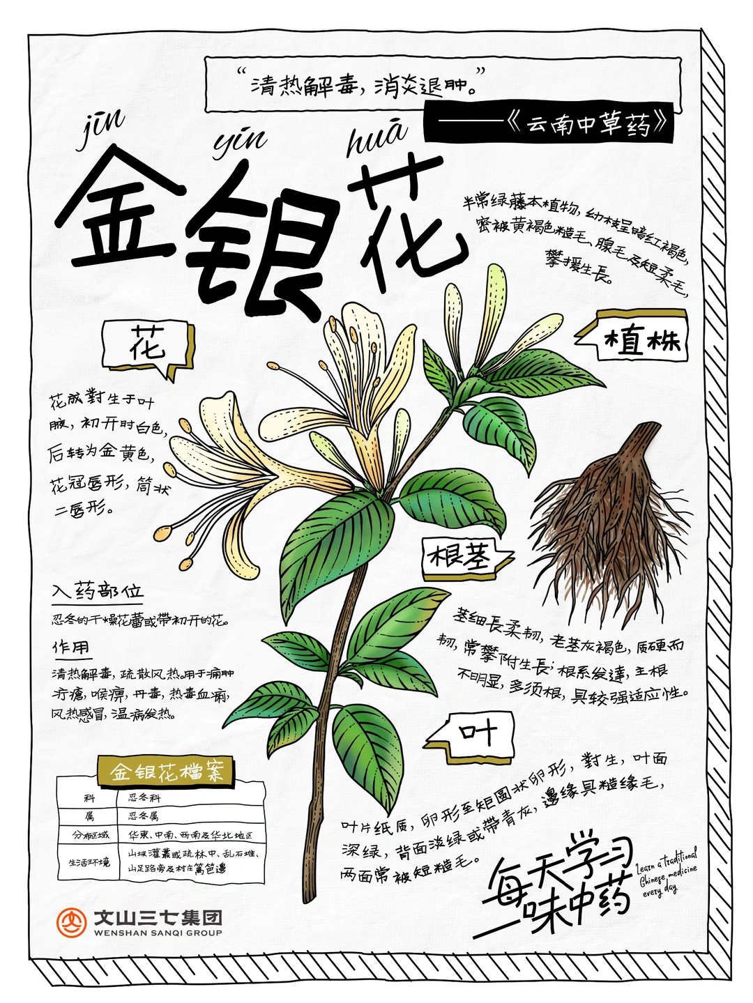 👉🏻每天学习一味中药｜金银花