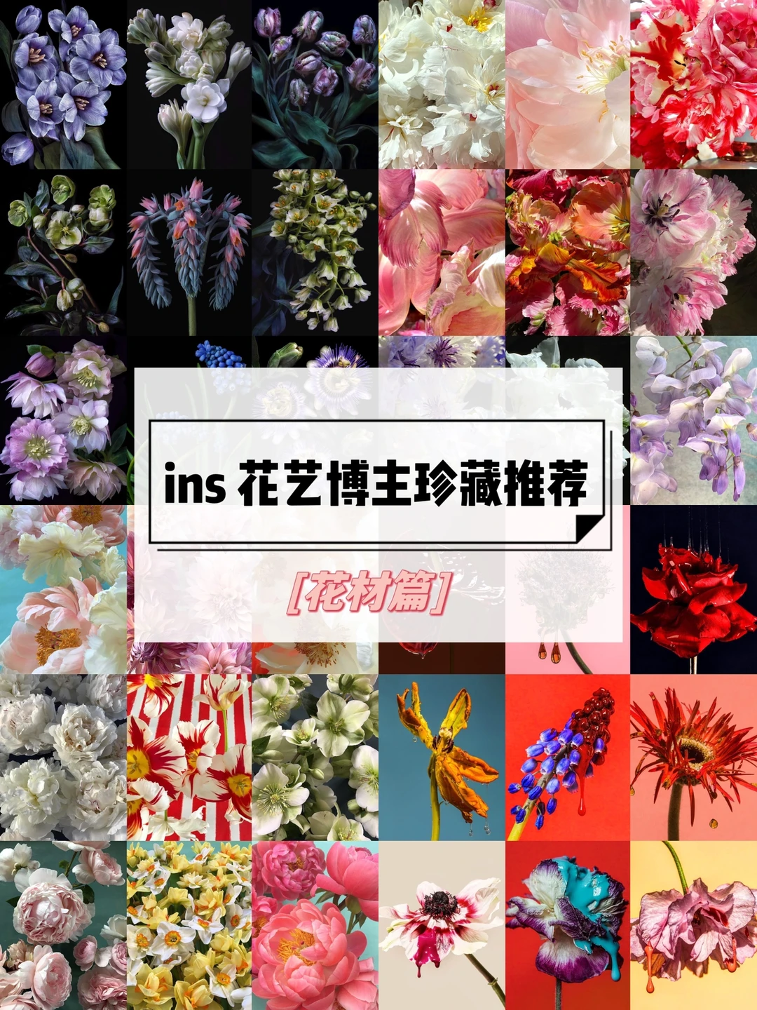 私藏ins花艺博主推荐｜花材篇