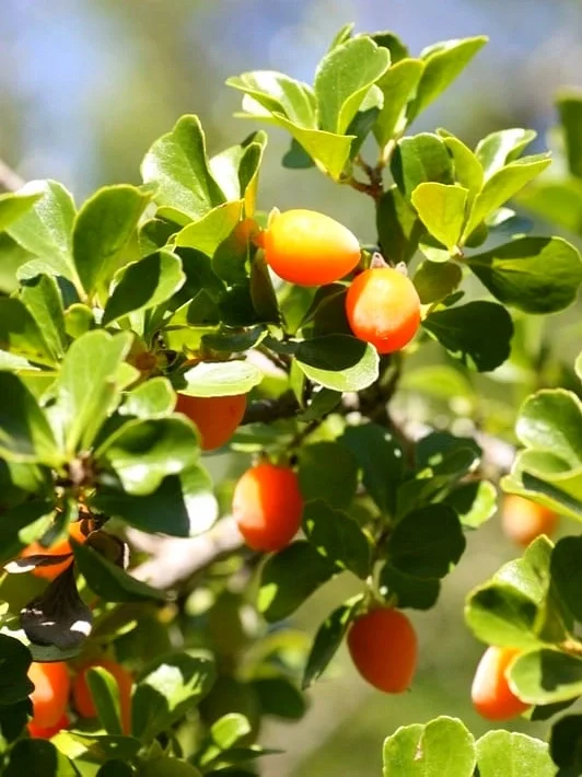 非洲野杏～刺猬醋栗Dovyalis zeyheri