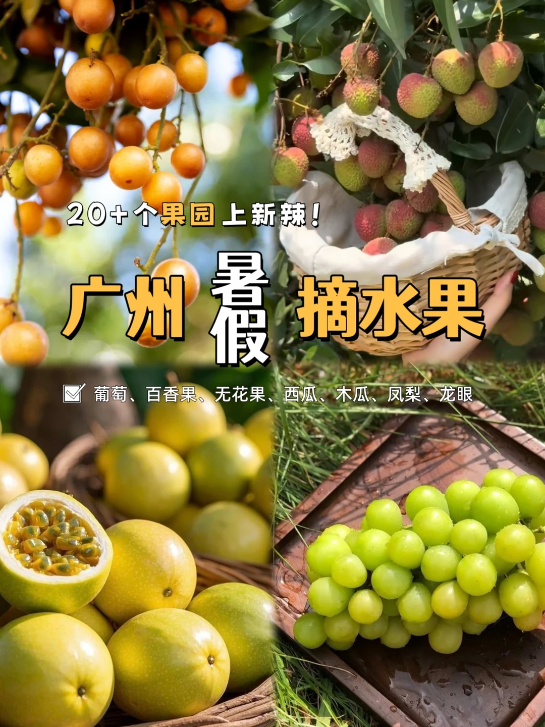 暑假限定❗广州果园摘果子攻略
