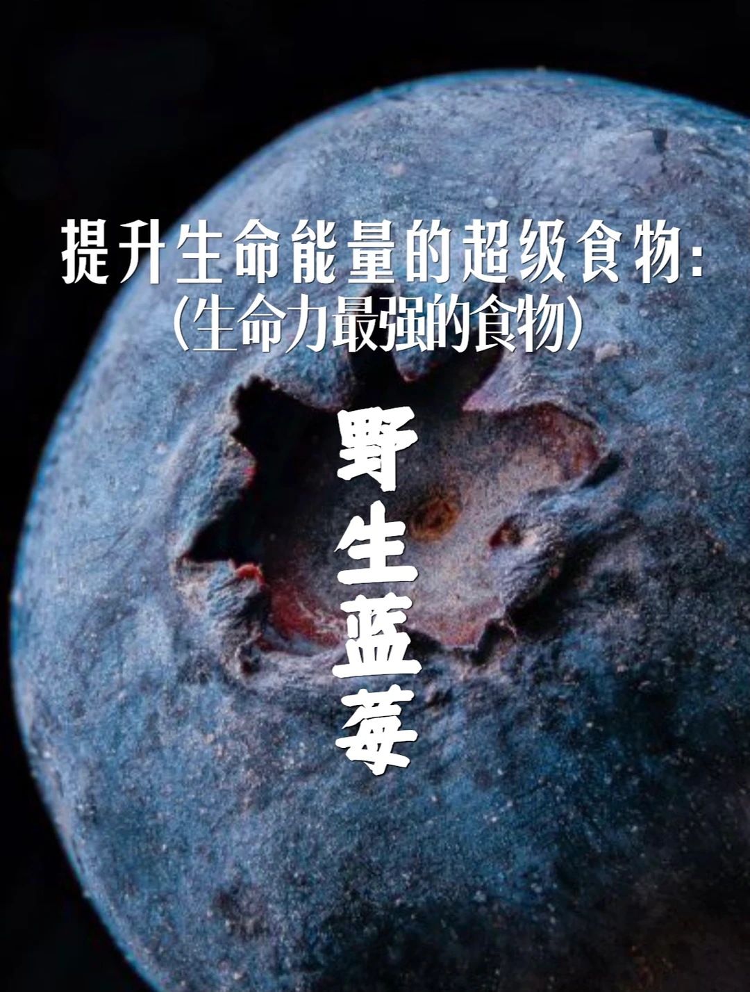 宇宙疗愈食物之：野生蓝莓（古老而神圣的存在