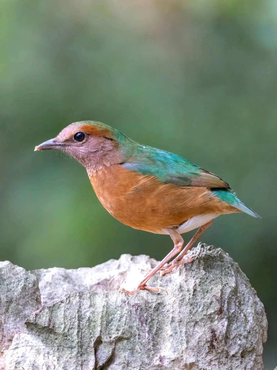 蓝背八色鸫的颜色真是高级啊