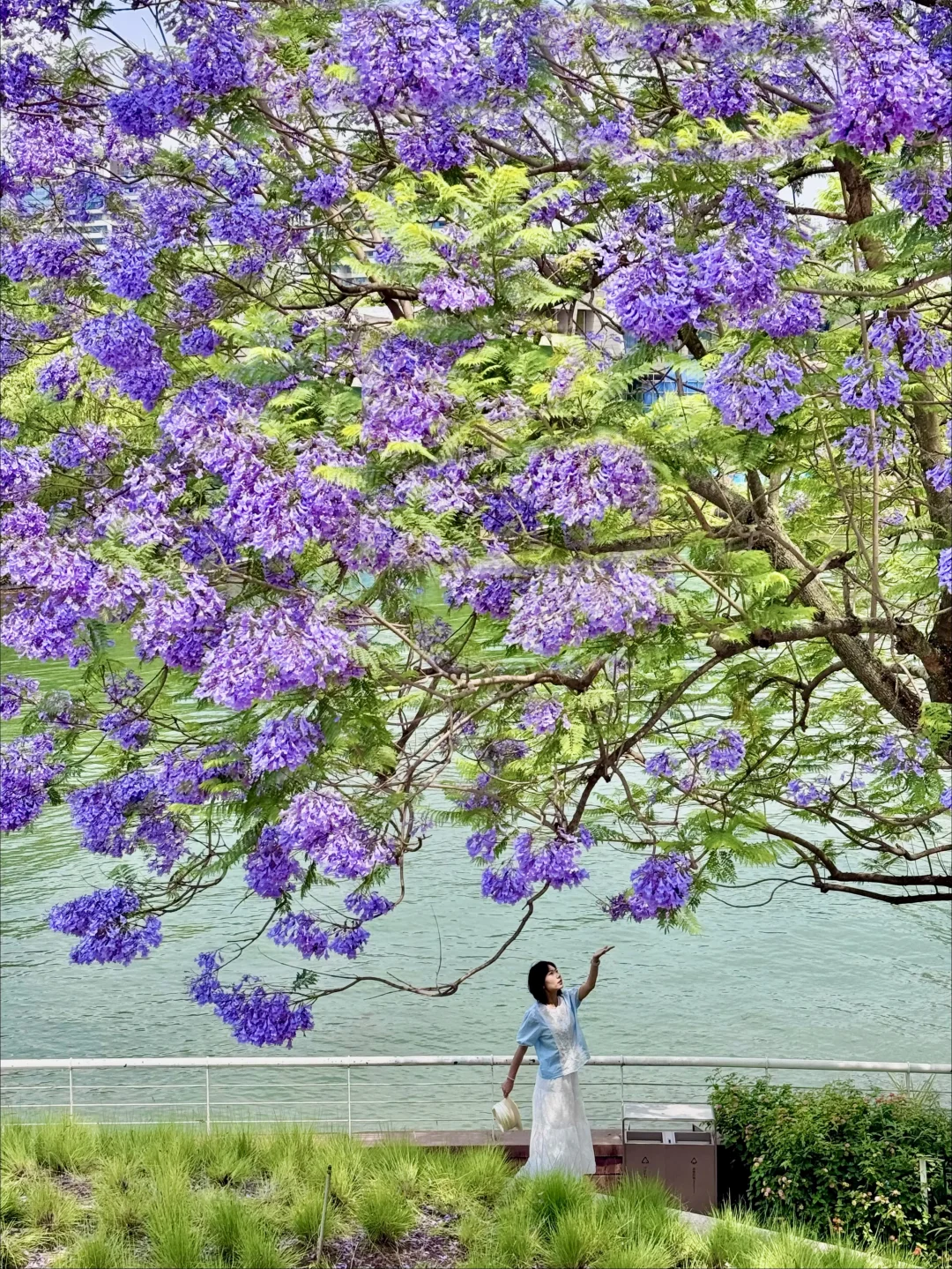 今天的成都！！蓝花楹公园！！开爆了！！