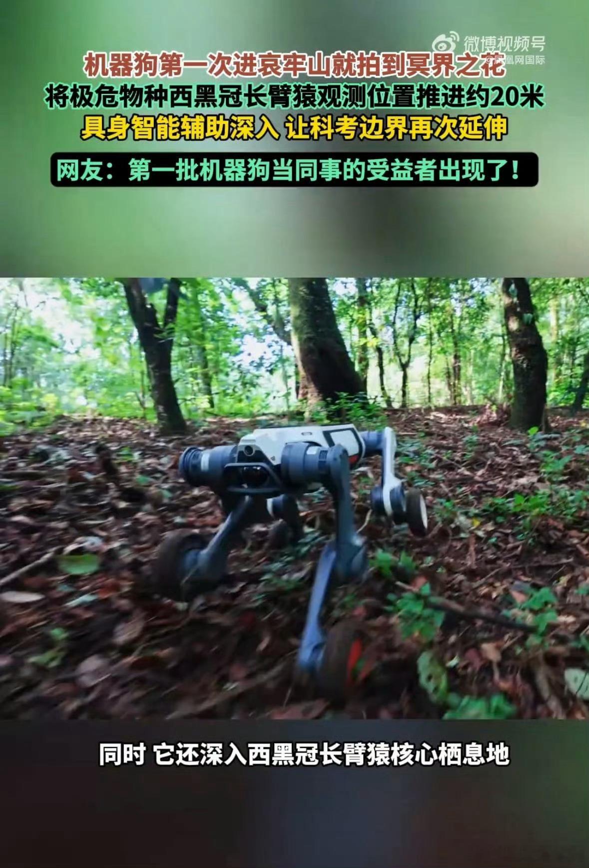 哀牢山那种地方，雾气重、林子密、断崖多，科研人员进去一趟要冒迷路和坠崖的风险。这次机器狗替人探路，不光把西黑冠长臂猿的观测位置往前推了20米，还顺手拍到了林下的水晶兰。它不怕毒蛇、不用休息、低视角钻到人趴不进去的地方。具身智能落地，最先受益的其实是搞野外科考的人。 ​