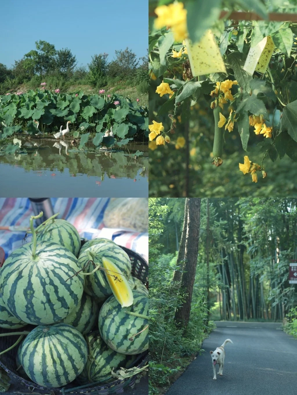 治愈小森林调色🌿令人向往的乡村慢生活