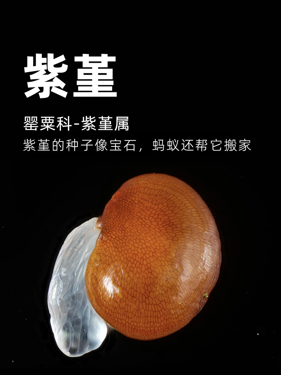紫堇不会动，却用这种方式让蚂蚁帮它搬家～