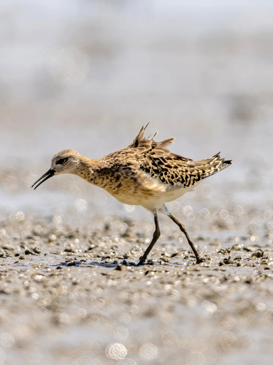 我也去看了近日深圳湾的明星：流苏鹬