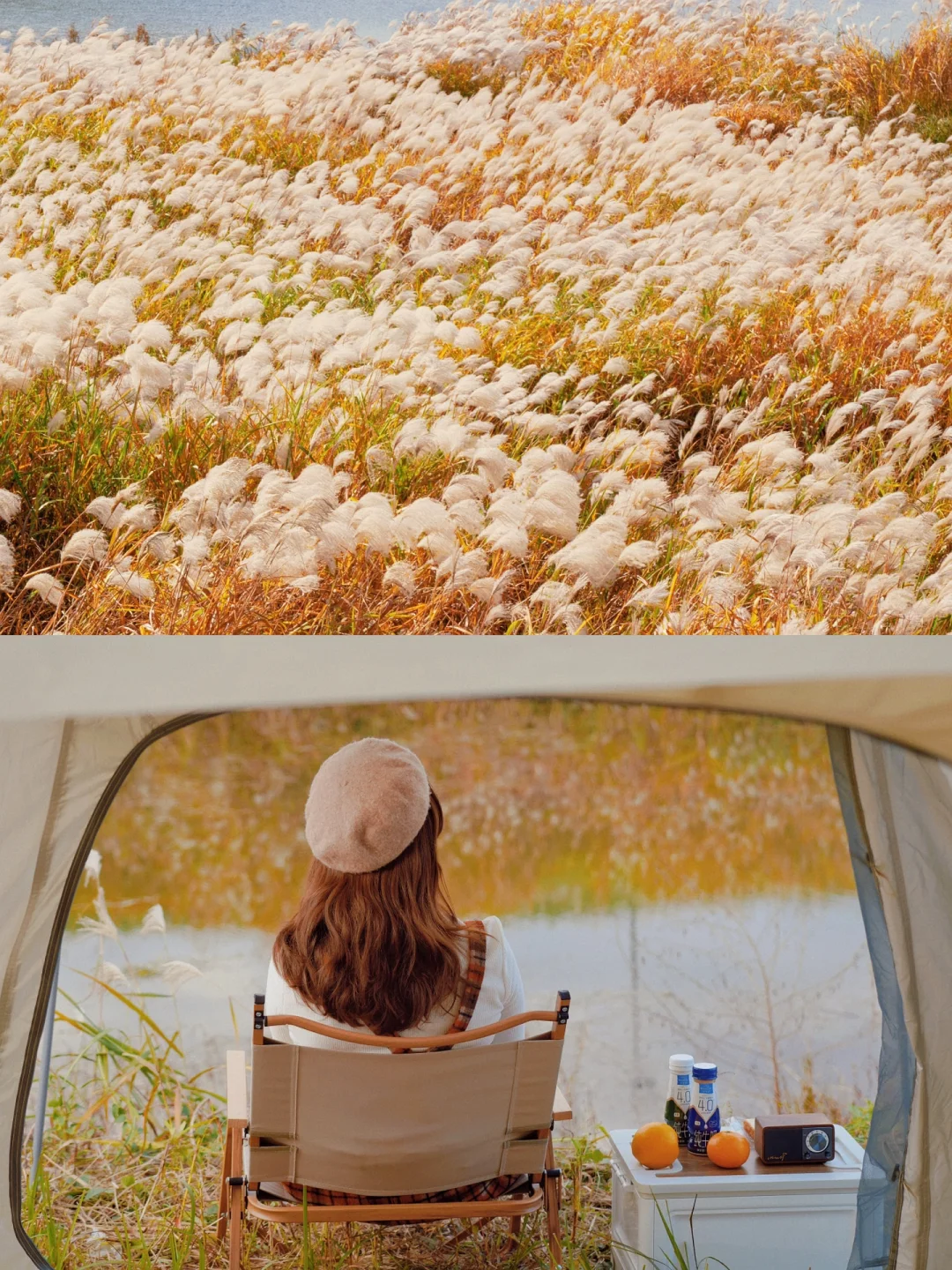 杭州惊现超大片芦苇荡🍂，跌入梵高油画世界！