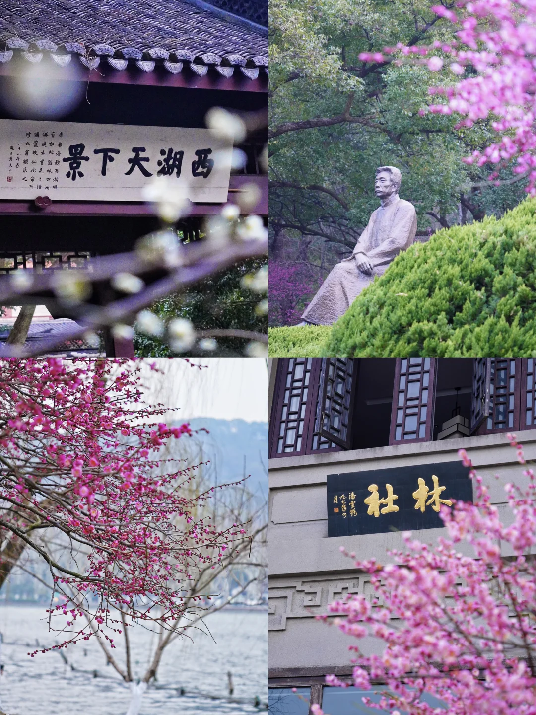 西湖边赏梅天花板❗️逛西湖不要错过这里❗️