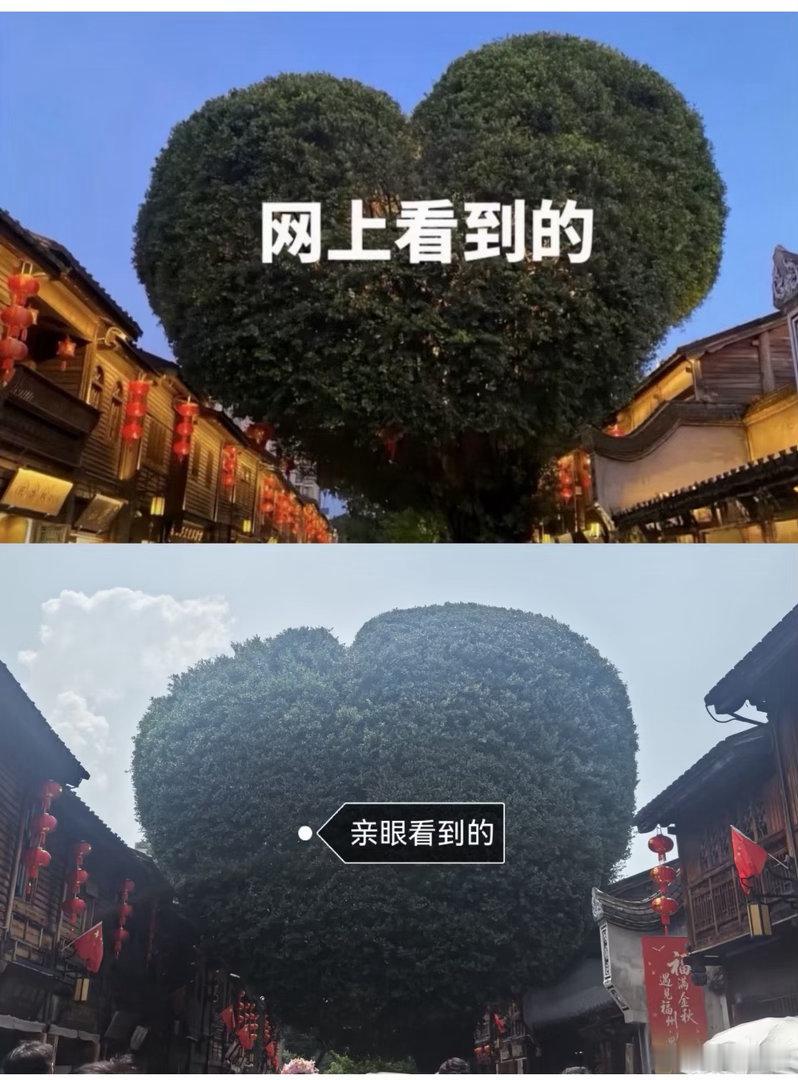 图一福州的爱心树长大了[笑cry]
#黄金白银直线跳水# ​