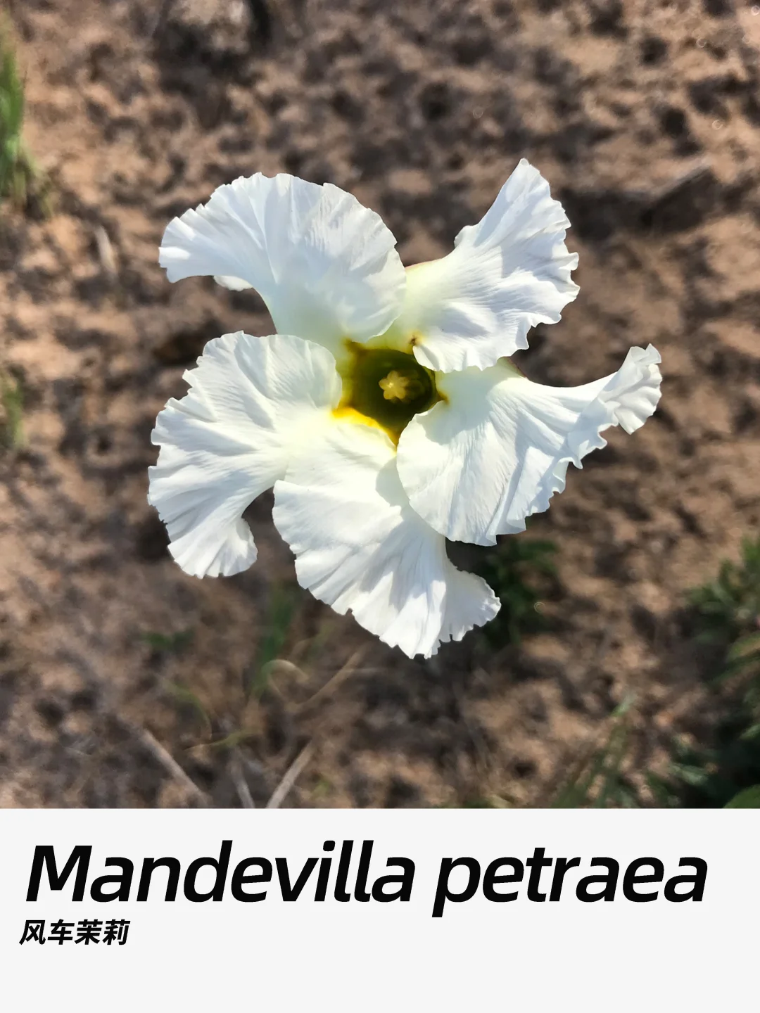 带你每天认识一种花材408｜风车茉莉