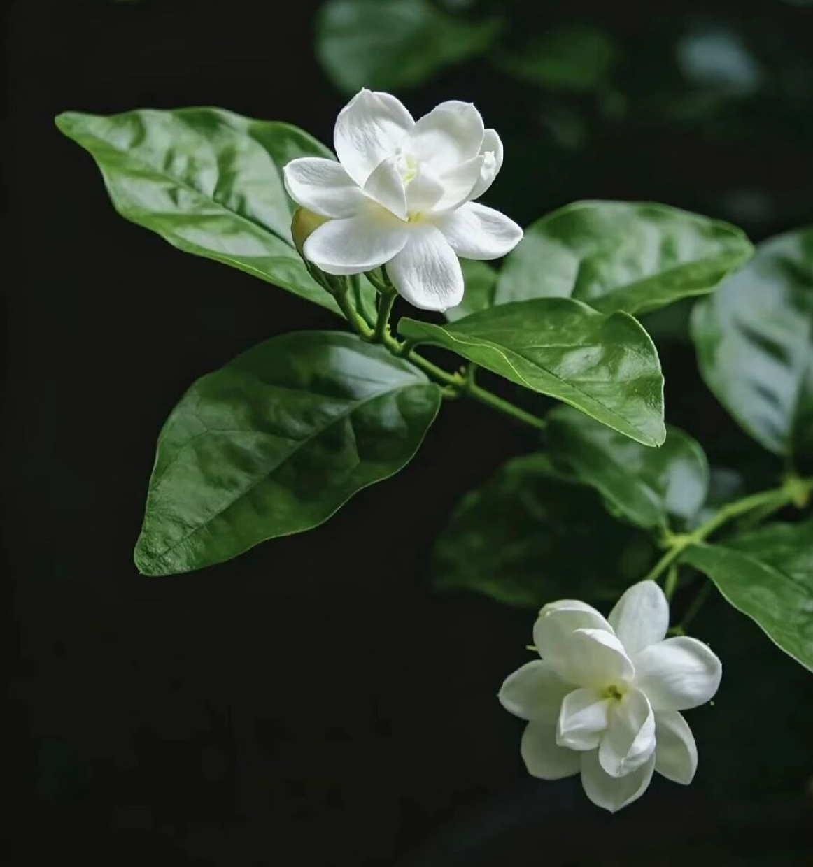 漫行草木间 小花茉莉的花香在中医中主要依托其芳香挥发油发挥理气开郁、辟秽和中的作用，属于辅助调理手段，不能替代正规药物治疗；遇见美好 茉莉的花香理气开郁；芳香走窜，能舒缓肝郁气滞，改善情绪压抑、胸闷胁胀、心情烦躁等不适；人间烟火 花香辟秽化浊；花香可醒脾开胃，缓解湿浊困阻脾胃带来的脘腹闷胀、食欲不振、口气黏腻；风起云散 花香醒脑安神；轻淡的茉莉香能舒缓神经，辅助减轻头晕头痛、轻度焦虑，帮助放松身心；