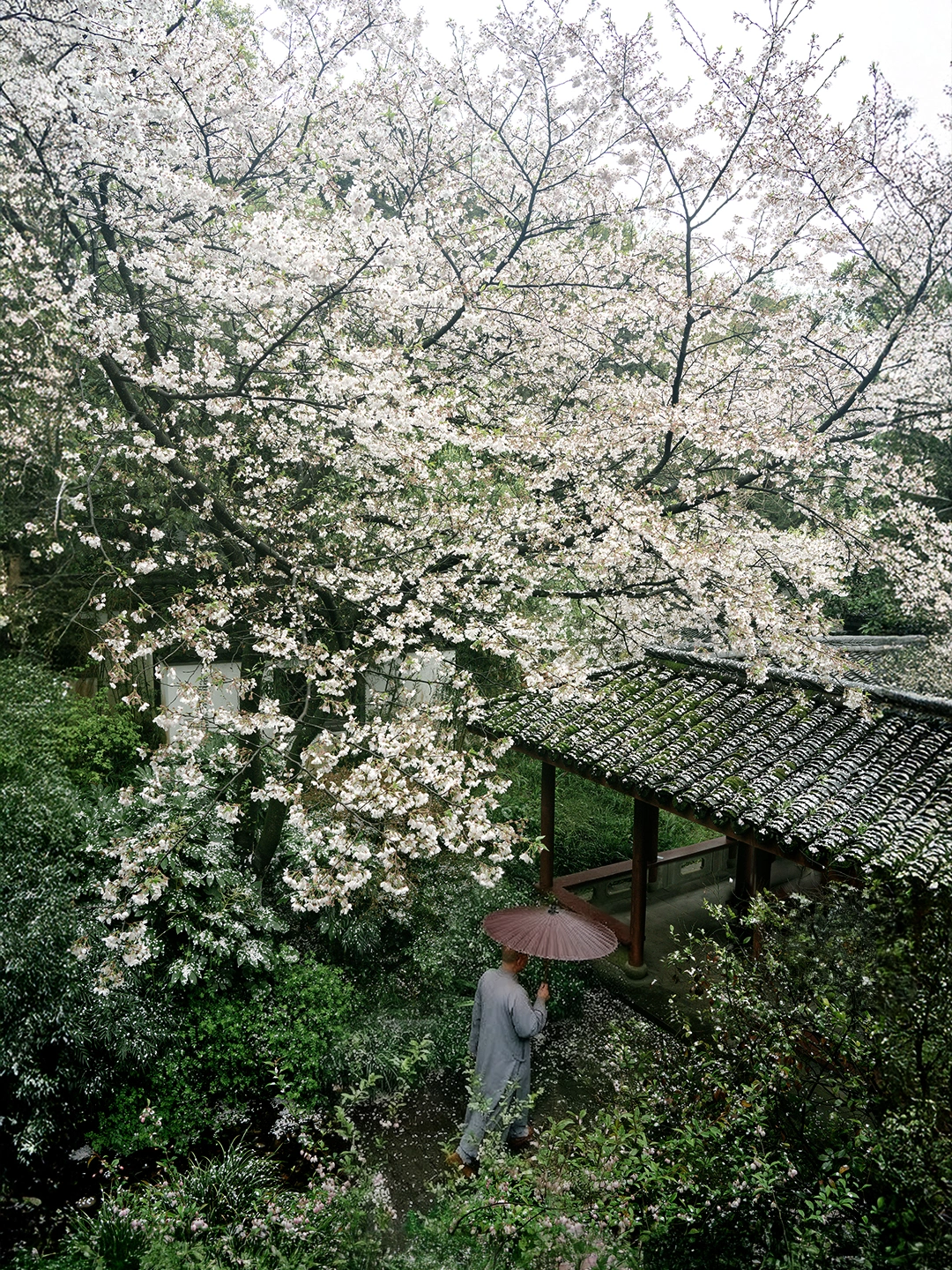 西湖边小众樱花古寺，下雨落樱反而更美！