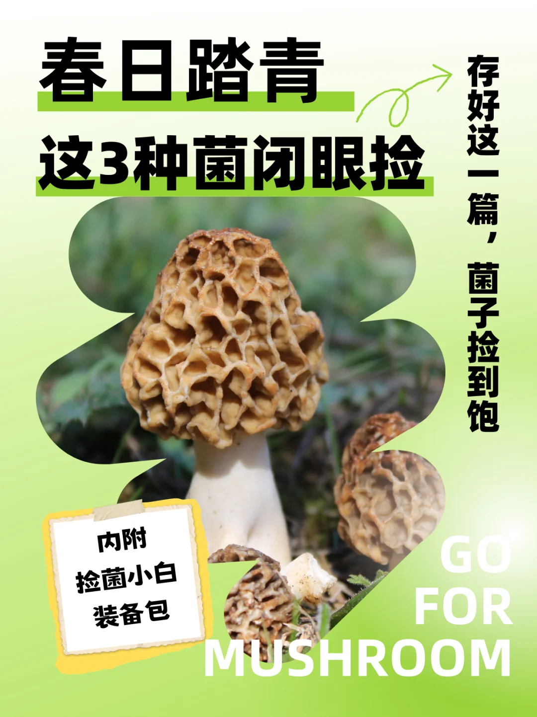 把春天装进菜篮，这3种菌小白也能闭眼捡