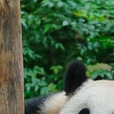 🐼🐼 🐼  大熊猫，这个可爱的国宝级动物，是中国的骄傲，也是世界...