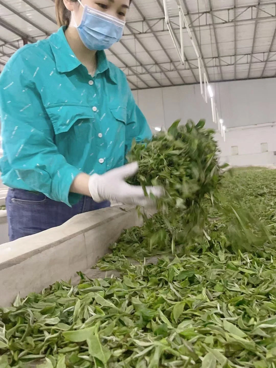 经过一整个冬天的休养生息，茶树积累了丰富的内含物质，这一时期的茶滋味饱满，茶味足