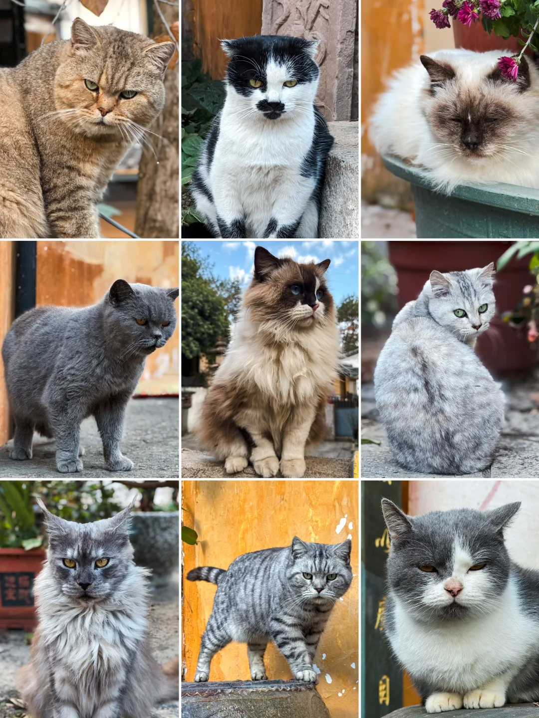 今年去过最会宠猫的寺庙