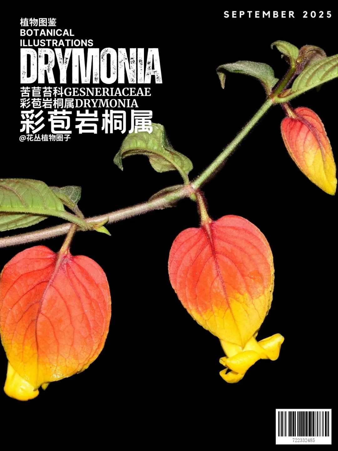 彩苞岩桐属Drymonia