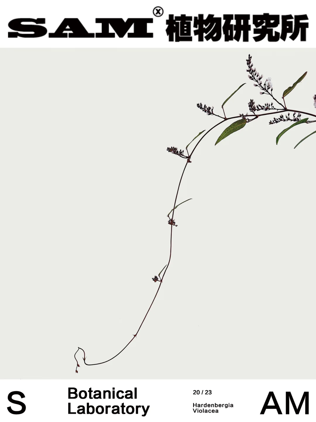 哈根柏豆｜Hardenbergia Violacea