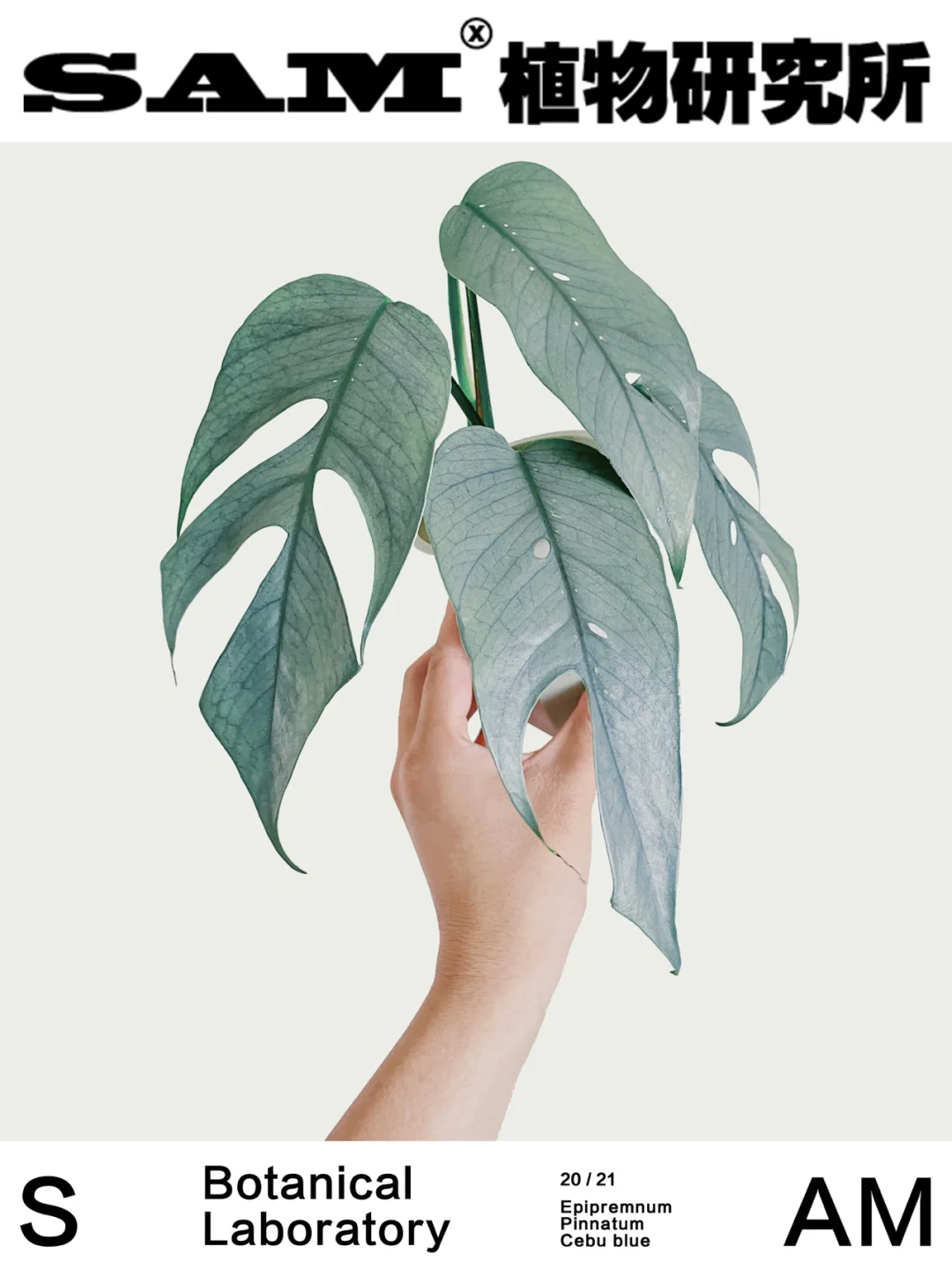 宿务蓝麒麟尾｜ Pinnatum 'Cebu Blue'