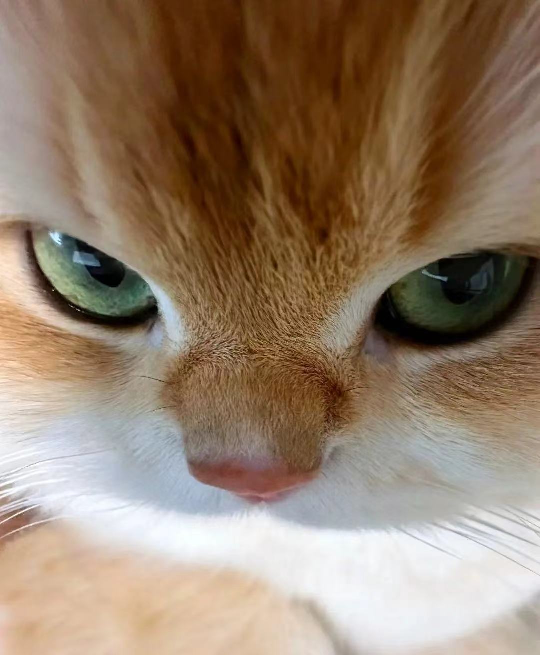 长城、比亚迪谁更出色?