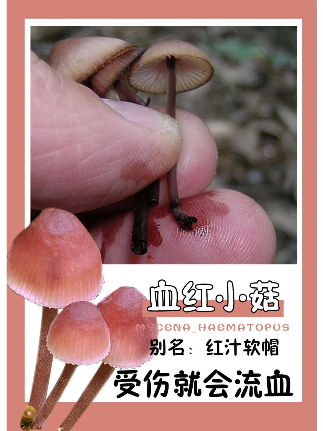 虽然你很可爱，我也想弄断一根试试