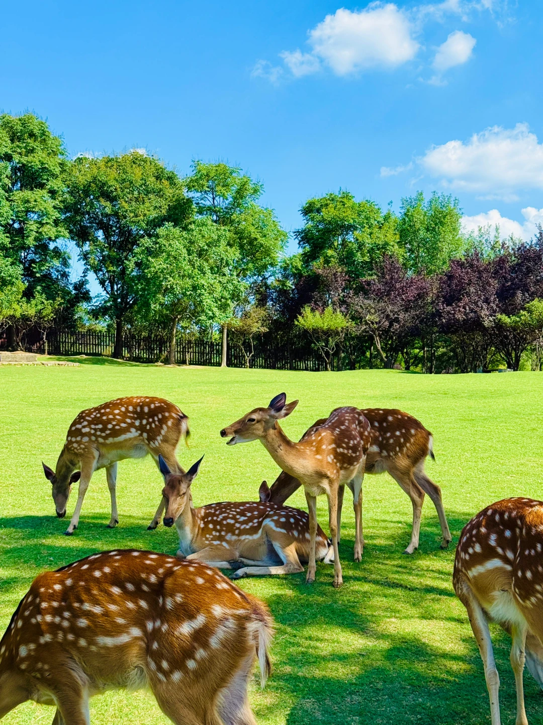 明孝陵免费得起早！（不花钱看鹿攻略）