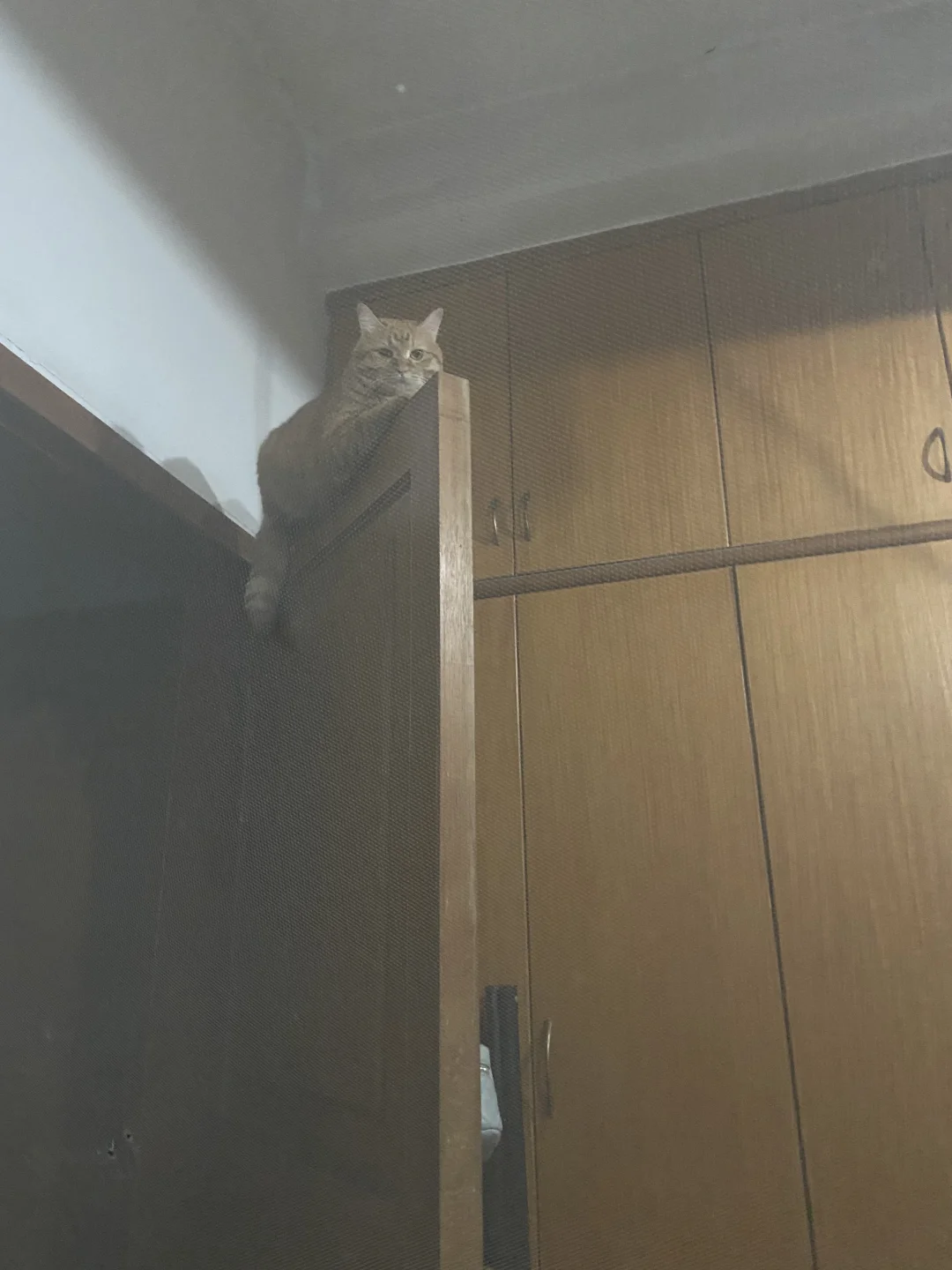 咪者！从来不会抱怨环境