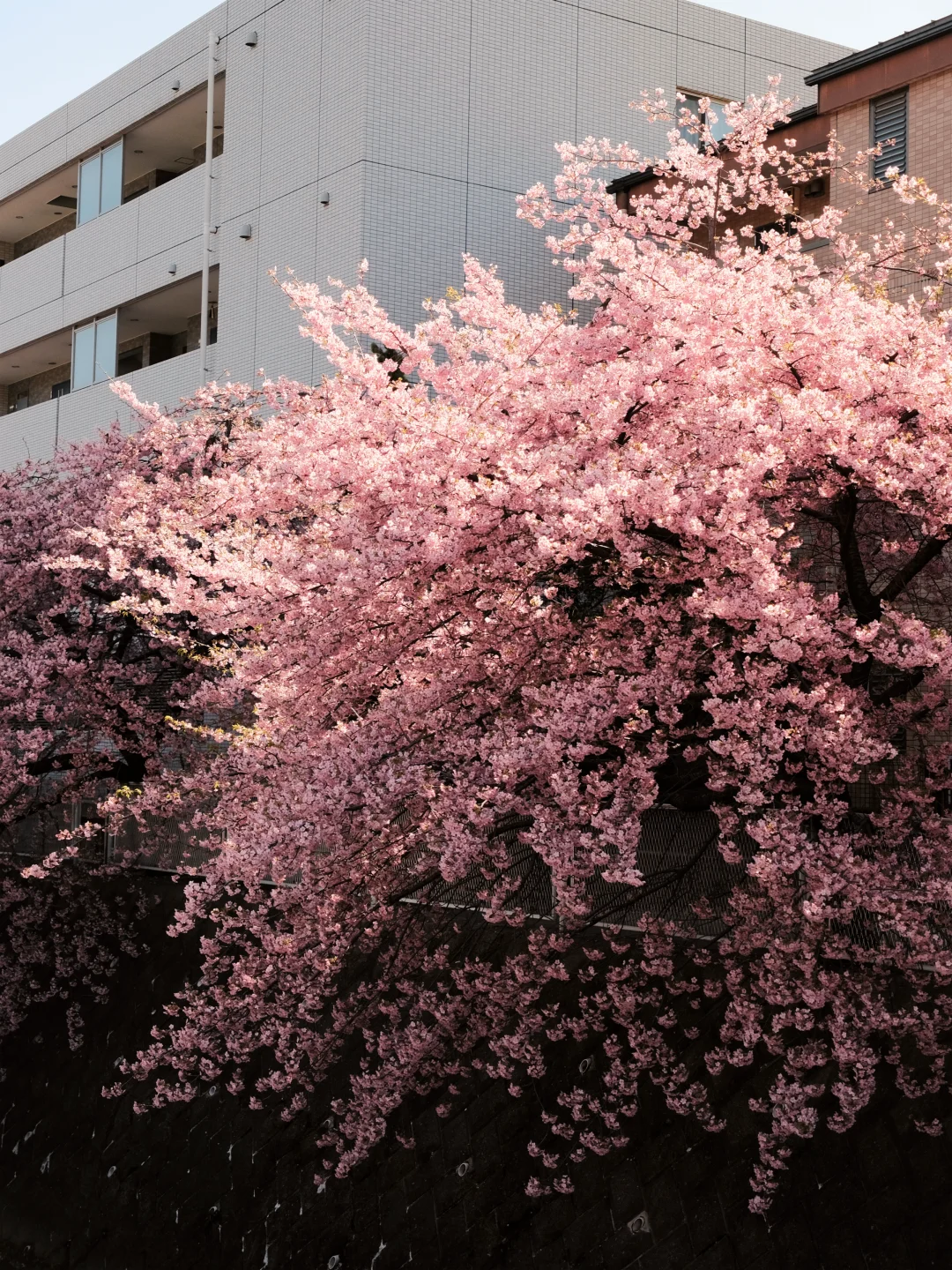 “𝓢𝓹𝓻𝓲𝓷𝓰 𝓑𝓵𝓸𝓼𝓼𝓸𝓶”