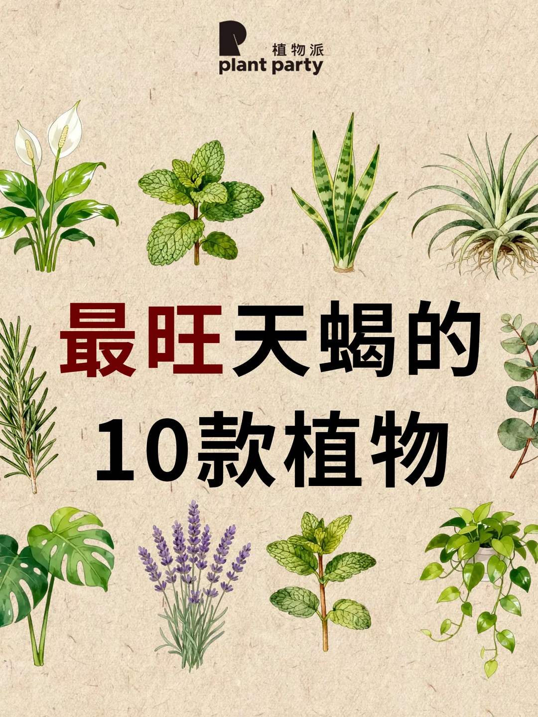 天蝎座一生最旺天选植物💰旺到发光