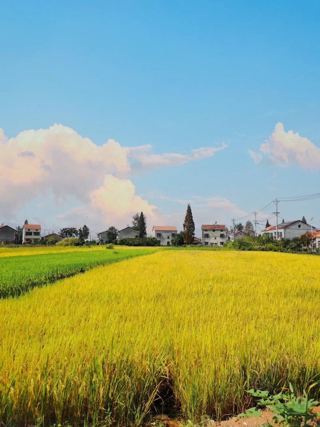武汉周边1H/小森林同款稻田，有被治愈到❗
