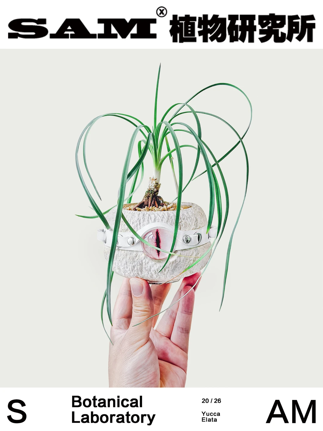 肥皂树丝兰｜Yucca Elata