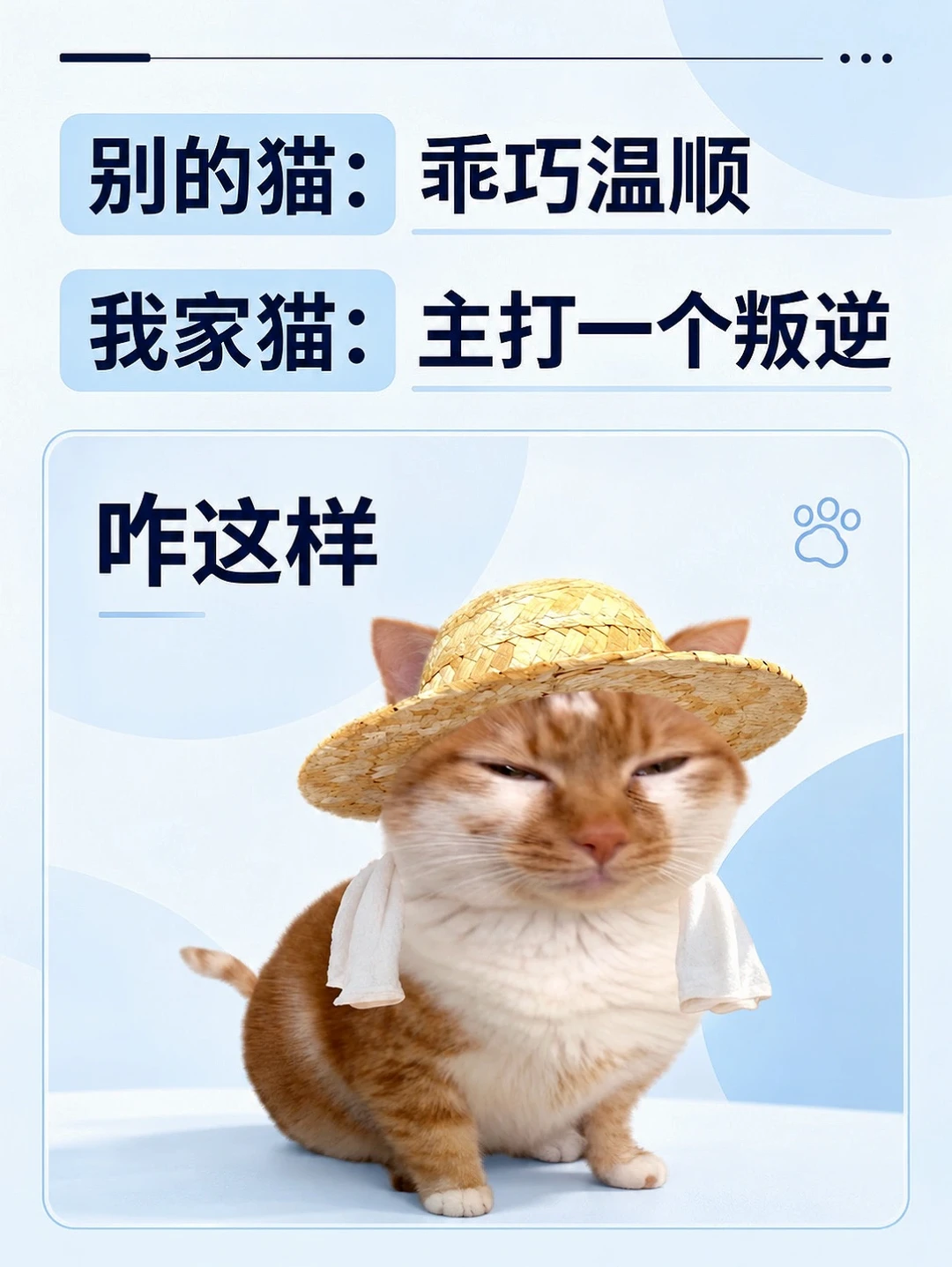 别人家猫乖巧温顺，我家猫主打叛逆😼