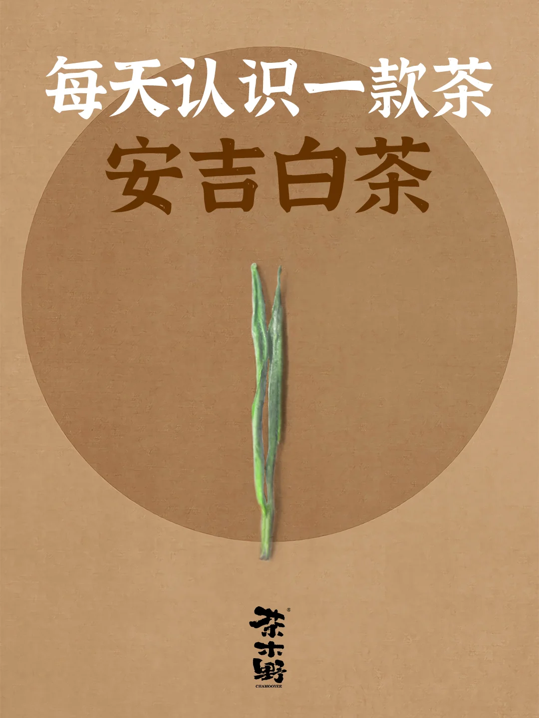 知识分享丨一分钟了解安吉白茶