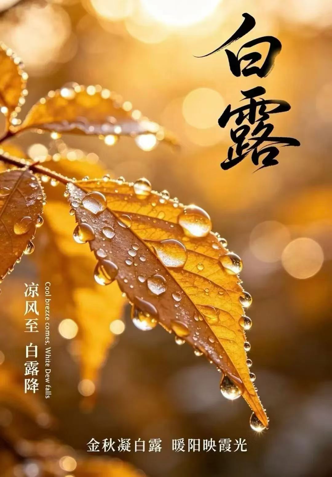 今日白露，金气渐肃，露凝而白。愿风清露净，福慧安康，诸缘顺遂。 ​​​