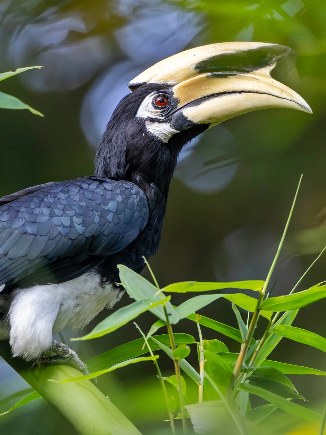 穿梭在竹林里的一只冠斑犀鸟