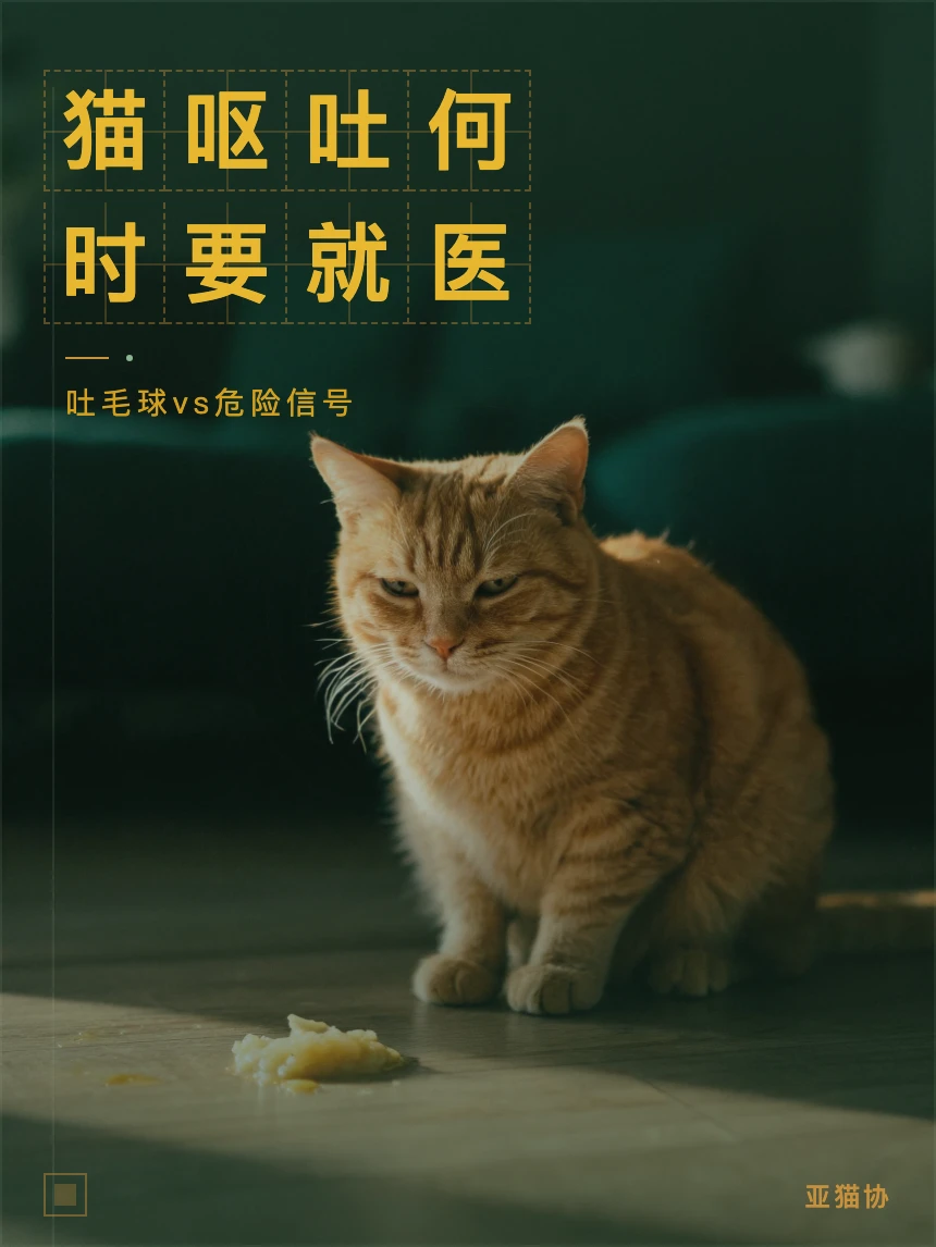 猫咪半夜吐了怎么办
