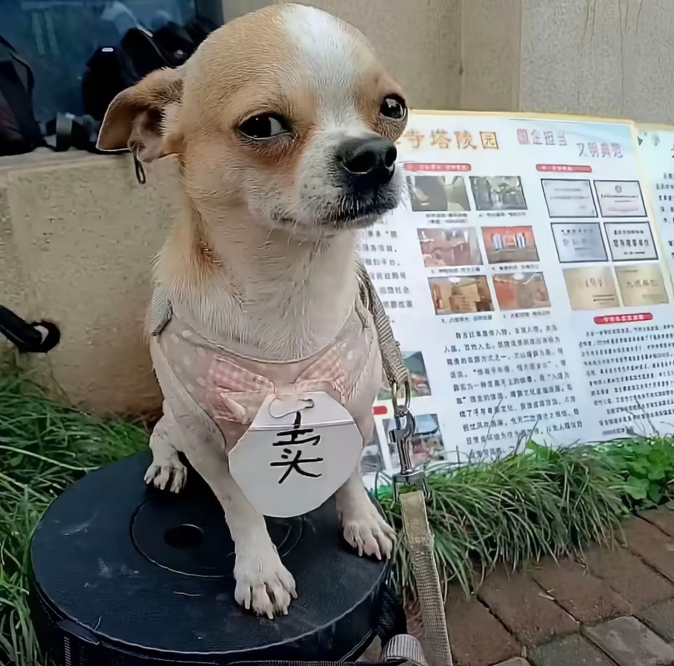 情头找到了