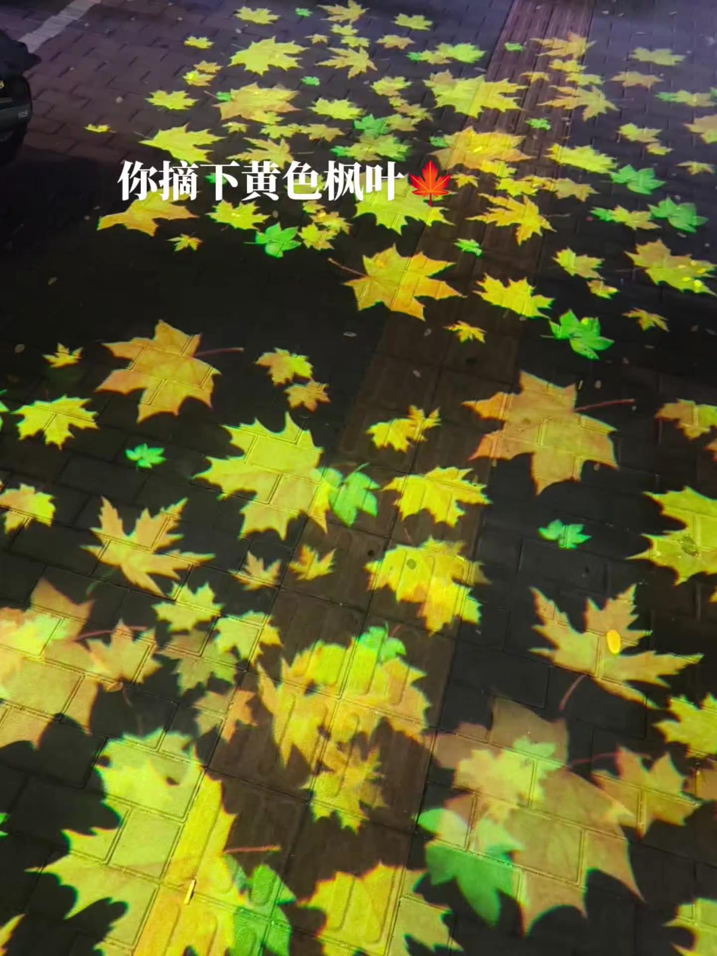 秋天也是我最喜欢的季节 薛之谦 黄色枫叶
